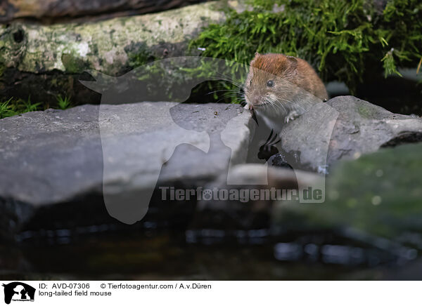 long-tailed field mouse / AVD-07306