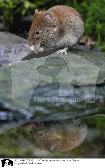 long-tailed field mouse / AVD-07315