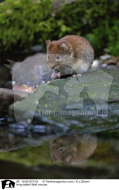 Waldmaus / long-tailed field mouse / AVD-07316