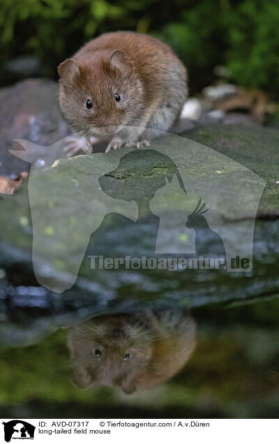 long-tailed field mouse / AVD-07317
