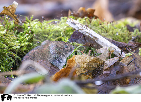 Waldmaus / long-tailed field mouse / MAW-02174