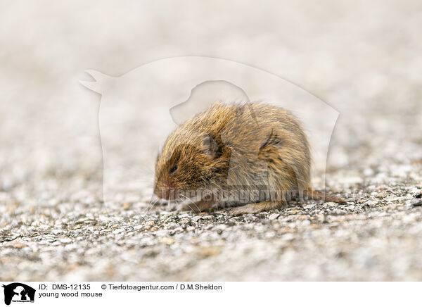 junge Waldmaus / young wood mouse / DMS-12135