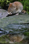 long-tailed field mouse