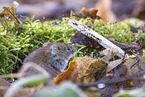long-tailed field mouse