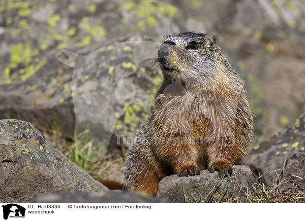 Waldmurmeltier / woodchuck / HJ-03836