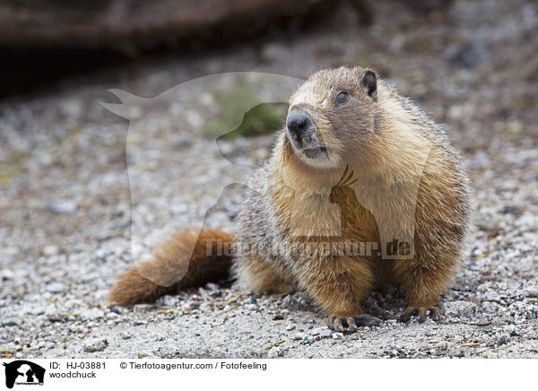 Waldmurmeltier / woodchuck / HJ-03881