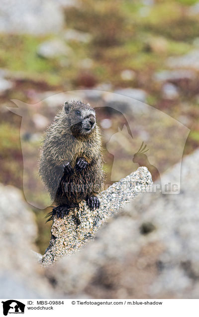 woodchuck / MBS-09884