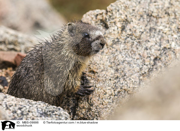 Waldmurmeltier / woodchuck / MBS-09886
