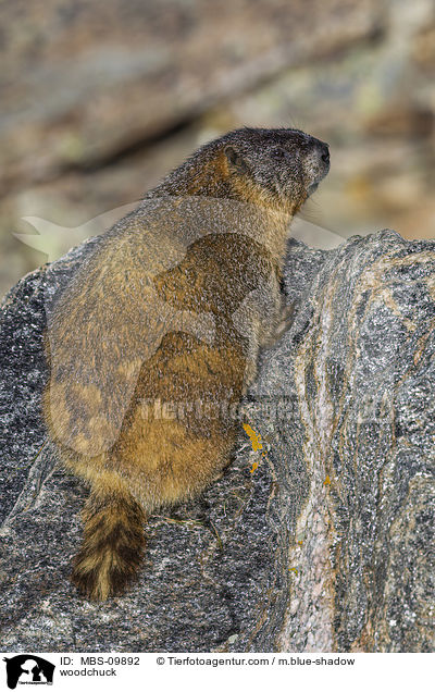 Waldmurmeltier / woodchuck / MBS-09892