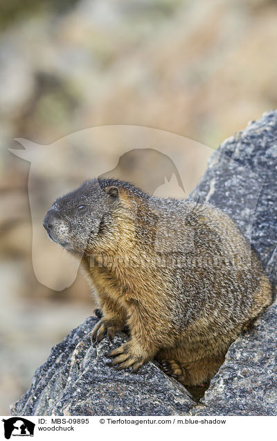 Waldmurmeltier / woodchuck / MBS-09895