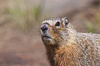 woodchuck