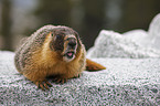 woodchuck