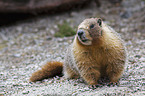 woodchuck