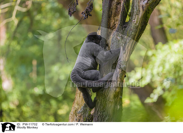 Woolly Monkey / PW-11702