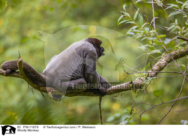 Wollaffe / Woolly Monkey / PW-11879