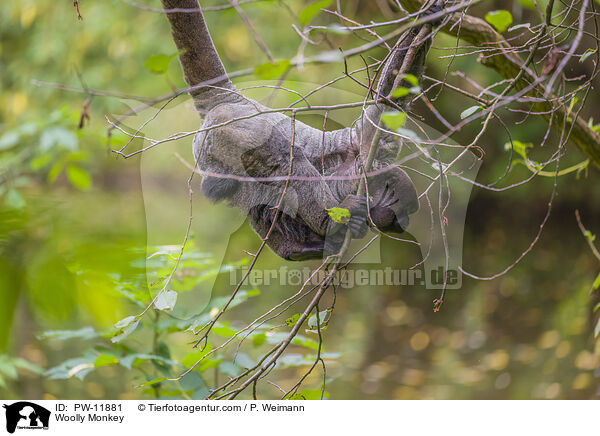 Wollaffe / Woolly Monkey / PW-11881