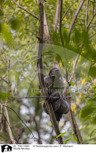 Wollaffe / Woolly Monkey / PW-11883