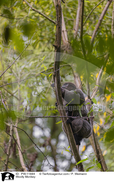 Woolly Monkey / PW-11884