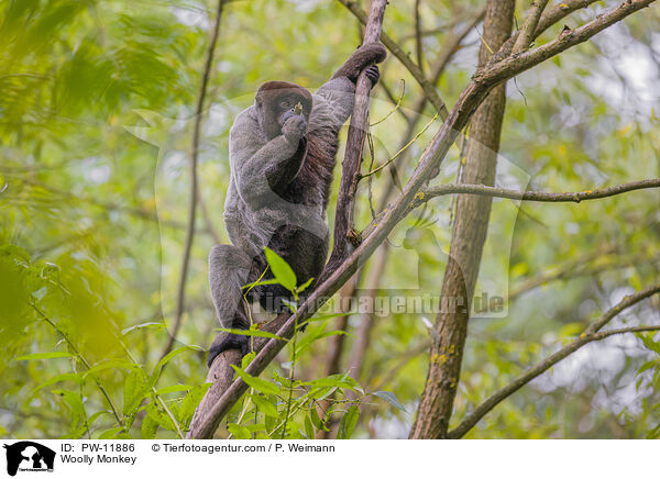 Wollaffe / Woolly Monkey / PW-11886