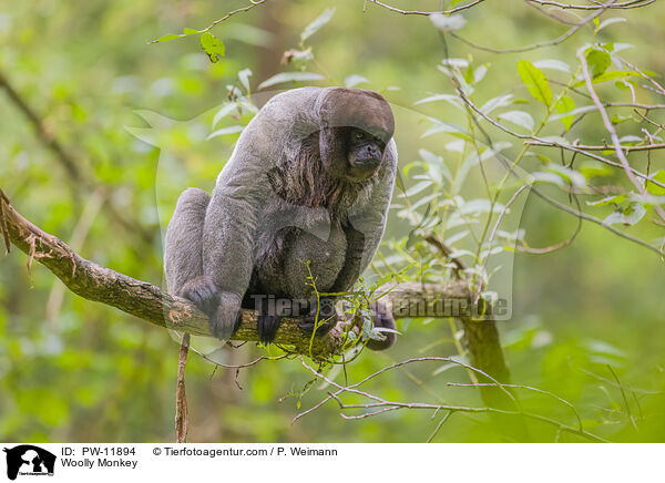 Wollaffe / Woolly Monkey / PW-11894