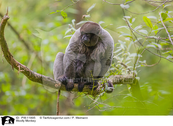Woolly Monkey / PW-11895
