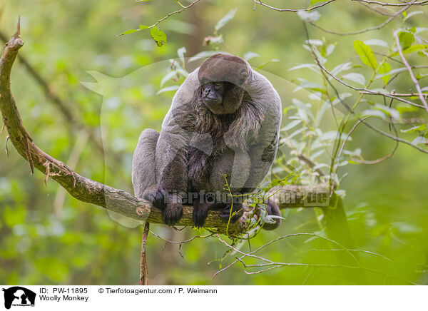 Wollaffe / Woolly Monkey / PW-11895