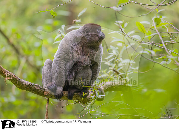 Wollaffe / Woolly Monkey / PW-11896