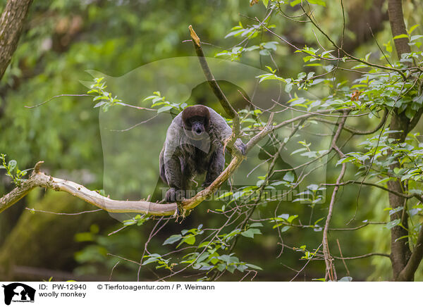 Wollaffe / woolly monkey / PW-12940
