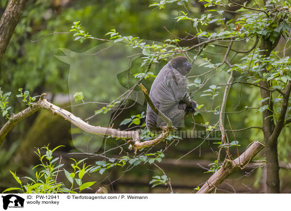 Wollaffe / woolly monkey / PW-12941