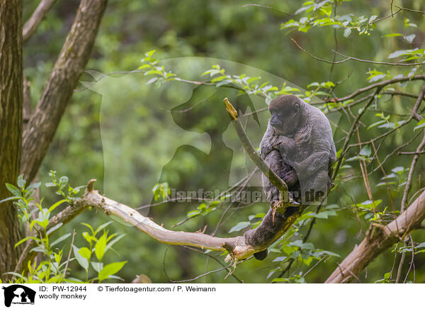 woolly monkey / PW-12944