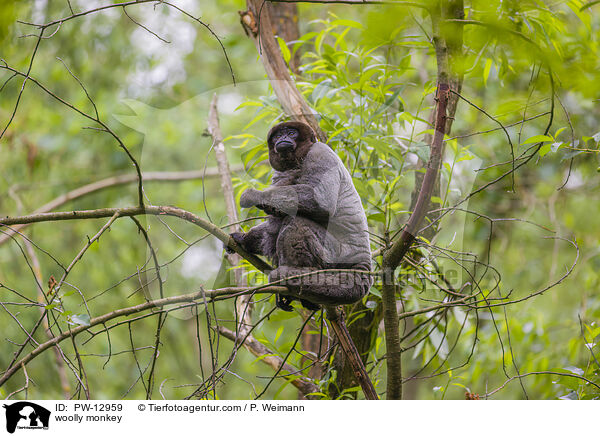 woolly monkey / PW-12959