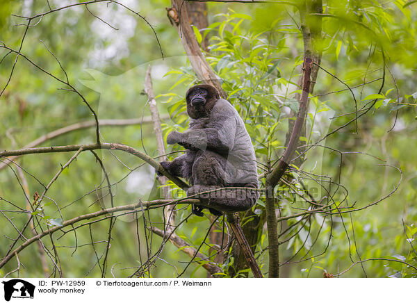 Wollaffe / woolly monkey / PW-12959