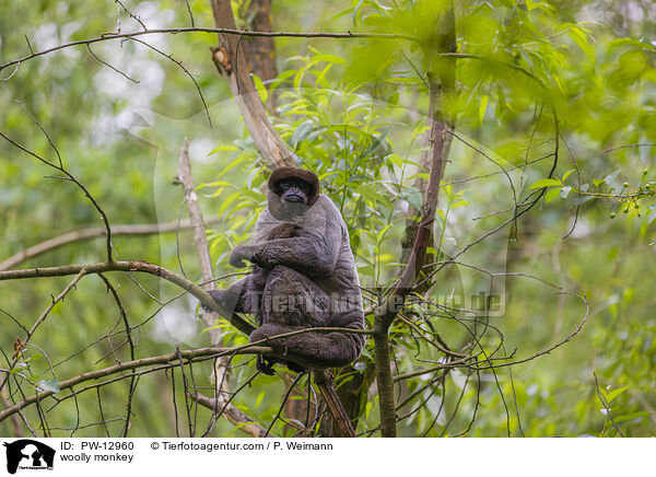 Wollaffe / woolly monkey / PW-12960
