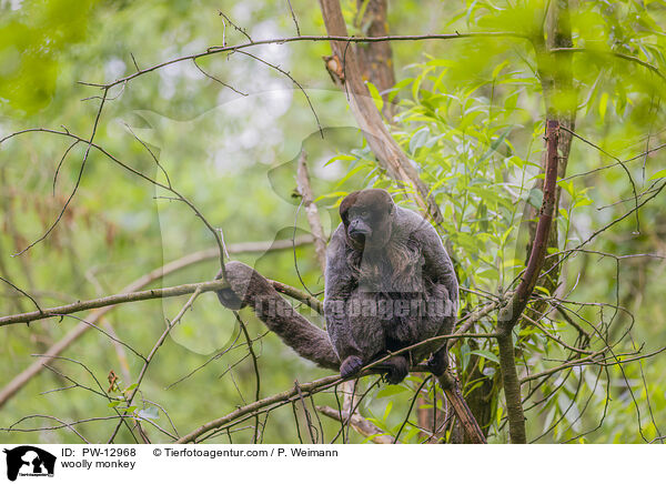 Wollaffe / woolly monkey / PW-12968