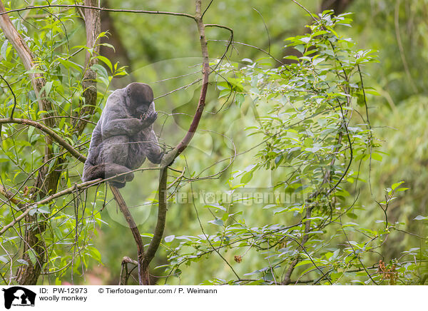 Wollaffe / woolly monkey / PW-12973