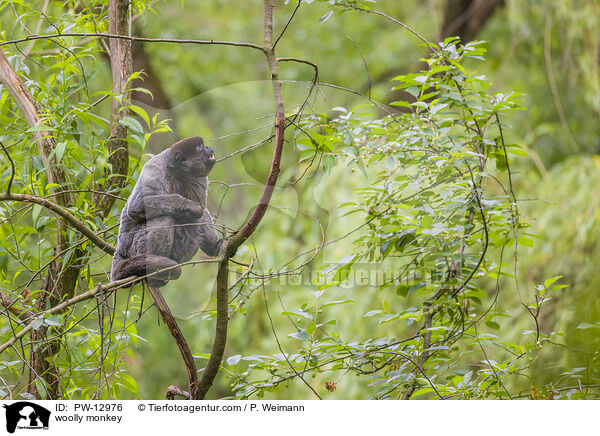 Wollaffe / woolly monkey / PW-12976