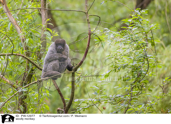 Wollaffe / woolly monkey / PW-12977