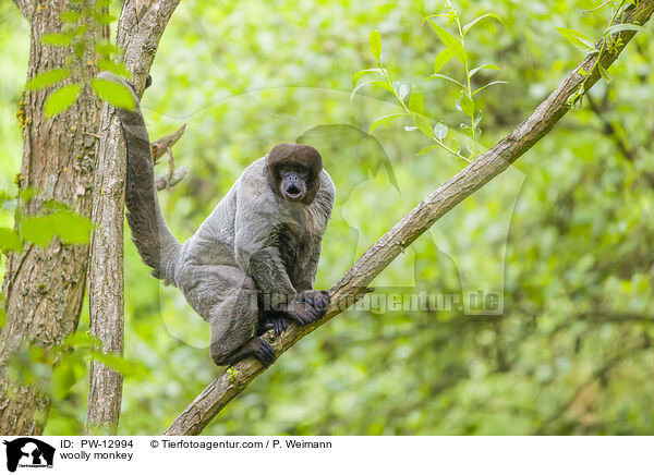 woolly monkey / PW-12994