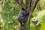 Woolly Monkey