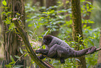 Woolly Monkey