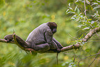 Woolly Monkey