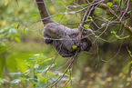 Woolly Monkey