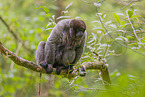 Woolly Monkey