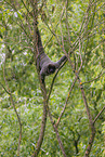 woolly monkey