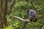 woolly monkey