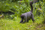 woolly monkey