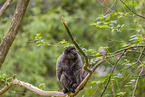 woolly monkey