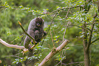 woolly monkey