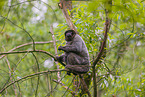 woolly monkey