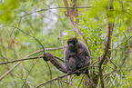 woolly monkey